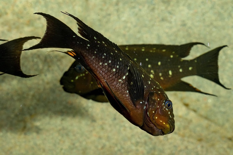 Petrochromis trewavasae 'Moliro'